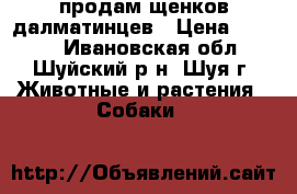 продам щенков далматинцев › Цена ­ 3 000 - Ивановская обл., Шуйский р-н, Шуя г. Животные и растения » Собаки   